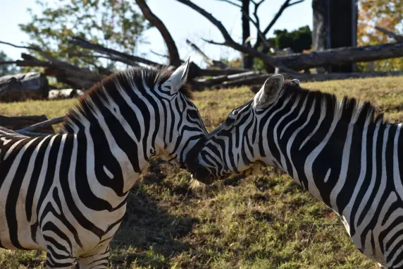 Casino Slots Cafe Suporte